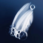 Living Proof Perfect hair Day (PhD) shampoing hydratant - 236ml